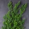 Green Boxwood Bush by Ashland®